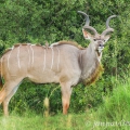 Kudu velký (Tragelaphus strepsiceros) | fotografie