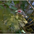 Kukačka sumaterská (Phaenicophaeus sumatranus) | fotografie