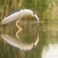 Kvakoš noční (Nycticorax nycticorax) | fotografie