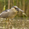 Kvakoš noční (Nycticorax nycticorax) | fotografie