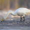 Labut zpěvná  (Cygnus cygnus) | fotografie