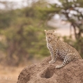 Levhart skvrnitý (Panthera pardus) | fotografie