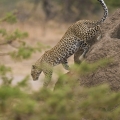 Levhart skvrnitý (Panthera pardus) | fotografie