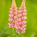 Lupina mnoholistá Russel Schlossfrau rosa (Lupinus polyphyllus) | fotografie