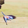 Mandelík hajní (Coracias garrulus) | fotografie