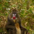 Mandril rýholící (Mandrillus sphinx) | fotografie