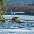 Medvěd grizzly (Ursus arctos horribilis), také:  medvěd... | fotografie