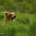 Medvěd grizzly (Ursus arctos horribilis), také:  medvěd... | fotografie