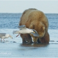 Medvěd grizzly (Ursus arctos horribilis), také:  medvěd... | fotografie