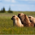 Medvěd grizzly (Ursus arctos horribilis),  také:  medvěd... | fotografie