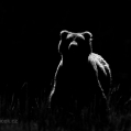 Medvěd grizzly (Ursus arctos horribilis),  také:  medvěd... | fotografie