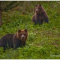 Medvěd hnědý (Ursus arctos) | fotografie