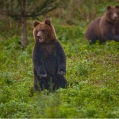 Medvěd hnědý (Ursus arctos) | fotografie