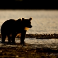 Medvěd kamčatský (Ursus arctos beringianus) | fotografie