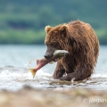 Medvěd kamčatský  (Ursus arctos beringianus) | fotografie