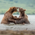 Medvěd kamčatský  (Ursus arctos beringianus) | fotografie