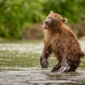 Medvěd kamčatský  (Ursus arctos beringianus) | fotografie