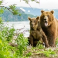 Medvěd kamčatský  (Ursus arctos beringianus) | fotografie