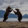 Medvěd kamčatský  (Ursus arctos beringianus) | fotografie