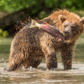 Medvěd kamčatský  (Ursus arctos beringianus) | fotografie