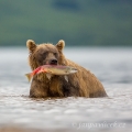 Medvěd kamčatský  (Ursus arctos beringianus) | fotografie