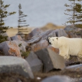 Medvěd lední (Ursus maritimus) | fotografie