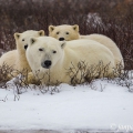 Medvěd lední (Ursus maritimus) | fotografie