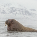 Mrož lední , Odobenus rosmarus | fotografie