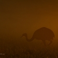 Nandu pampový (Rhea americana) | fotografie