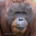 Orangutan bornejský (Pongo pygmaeus) , alfa samec | fotografie