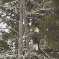 Orel bělohlavý , Haliaeetus leucocephalus | fotografie