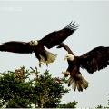 Orel bělohlavý , Haliaeetus leucocephalus | fotografie