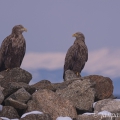 Orel mořský (Haliaeetus  albicilla) | fotografie