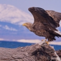 Orel mořský (Haliaeetus  albicilla) | fotografie