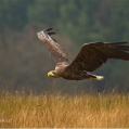 Orel mořský (Haliaeetus albicilla) | fotografie