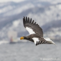 Orel východní (Haliaeetus pelagicus), tež  orel kamčatský... | fotografie