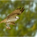 Orlovec říční (Pandion haliaetus) | fotografie