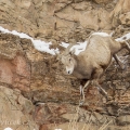 Ovce tlustorohá (Ovis canadensis) | fotografie