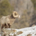 Ovce tlustorohá (Ovis canadensis) | fotografie