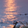 Papuchalk bělobradý , Fratercula arctica, též papuchalk... | fotografie