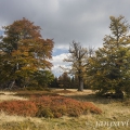 Pastviny Kohlschachten (1150 m) | fotografie