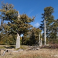 Pastviny Kohlschachten (1150 m) | fotografie