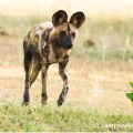 Pes hyenovitý (Lycaon pictus) | fotografie