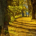 Podzimni alej, Javor klen (Acer pseudoplatanus) | fotografie