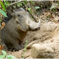 Prase bradavičnaté  (Phacochoerus aethiopicus) | fotografie