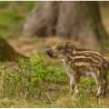 Prase divoké (Sus scrofa) | fotografie