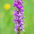 Prstnatec májový (Dactylorhiza majalis) | fotografie