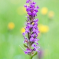 Prstnatec májový (Dactylorhiza majalis) | fotografie