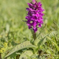 Prstnatec májový (Dactylorhiza majalis) | fotografie