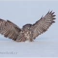 Puštík bradatý (Strix nebulosa) | fotografie